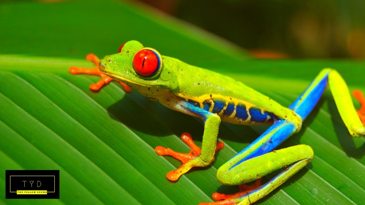 1 Hour Of A Frogs Life  | Relaxing Music | Frog Life Documentary | Calming Flute Meditation