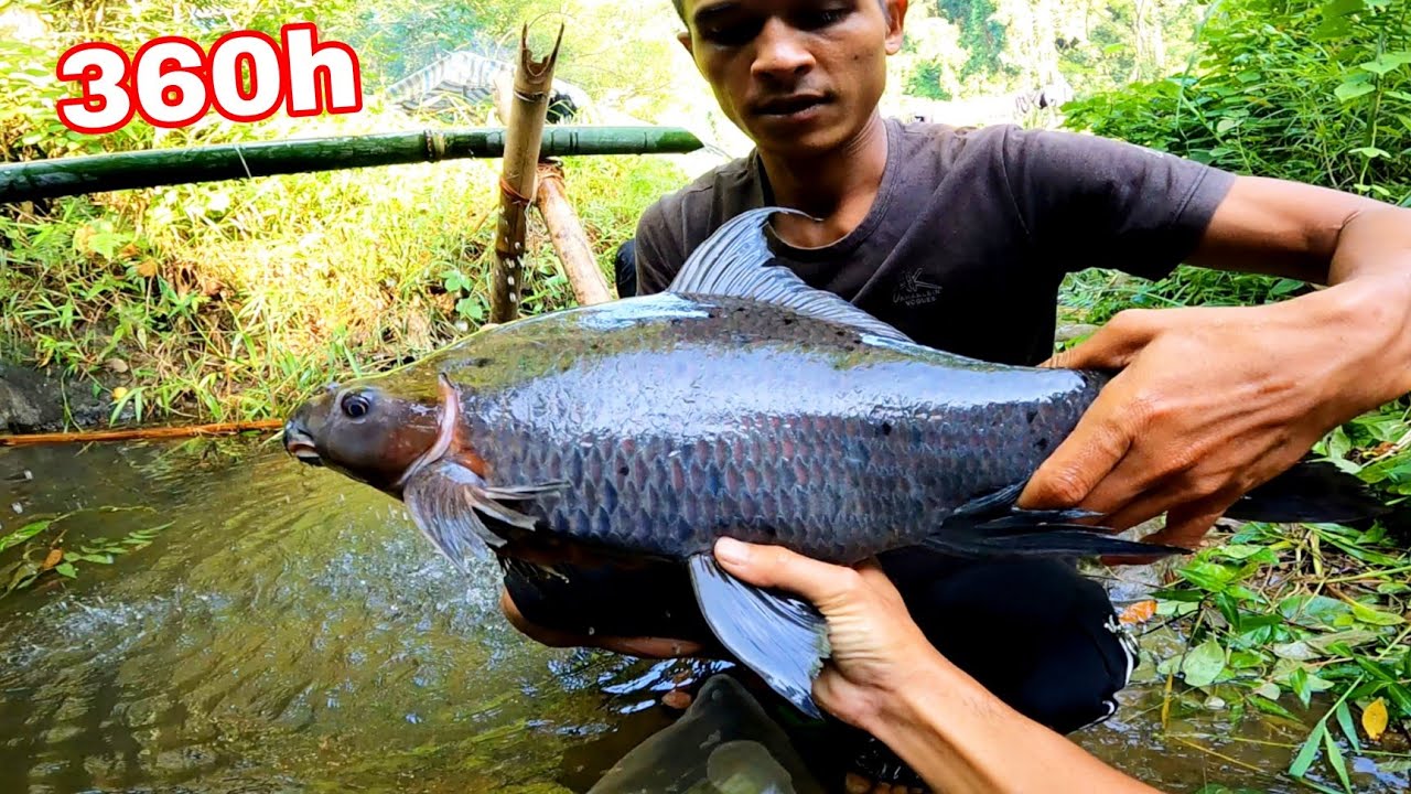 Săn Tìm Thức Ăn Giữa Rừng THIÊN Nước ĐỘC | 360h Sinh tồn Giữa Rừng NHIỆT ĐỚI ( phần 5 )