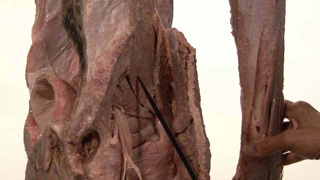 Anatomy Series, Innervation of the Lower Limb by Dr. Shakti Chandra