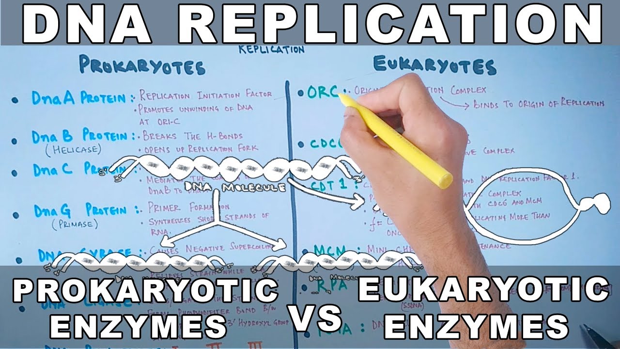 Репликация ДНК | Прокариотические и эукариотические ферменты