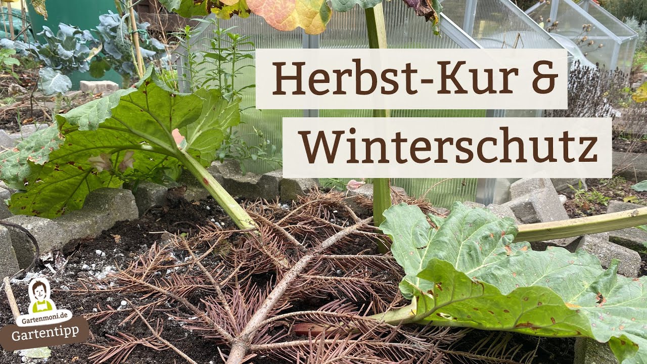 Lass den Rhabarber in Herbst & Winter Kraft tanken!