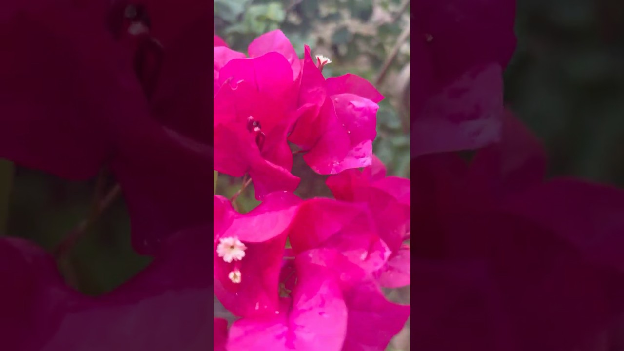 WHY Bougainvillea Bonsai It’s a CUTE EASY PLANT to grow!