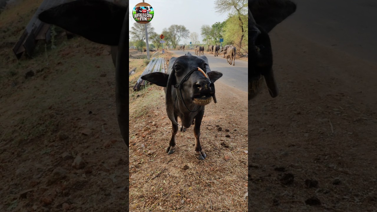 Buffalo Sound🐃#buffalosound #animalvoice #cowsoundshorts #shortvideosusa #calfsound #wildlifesound