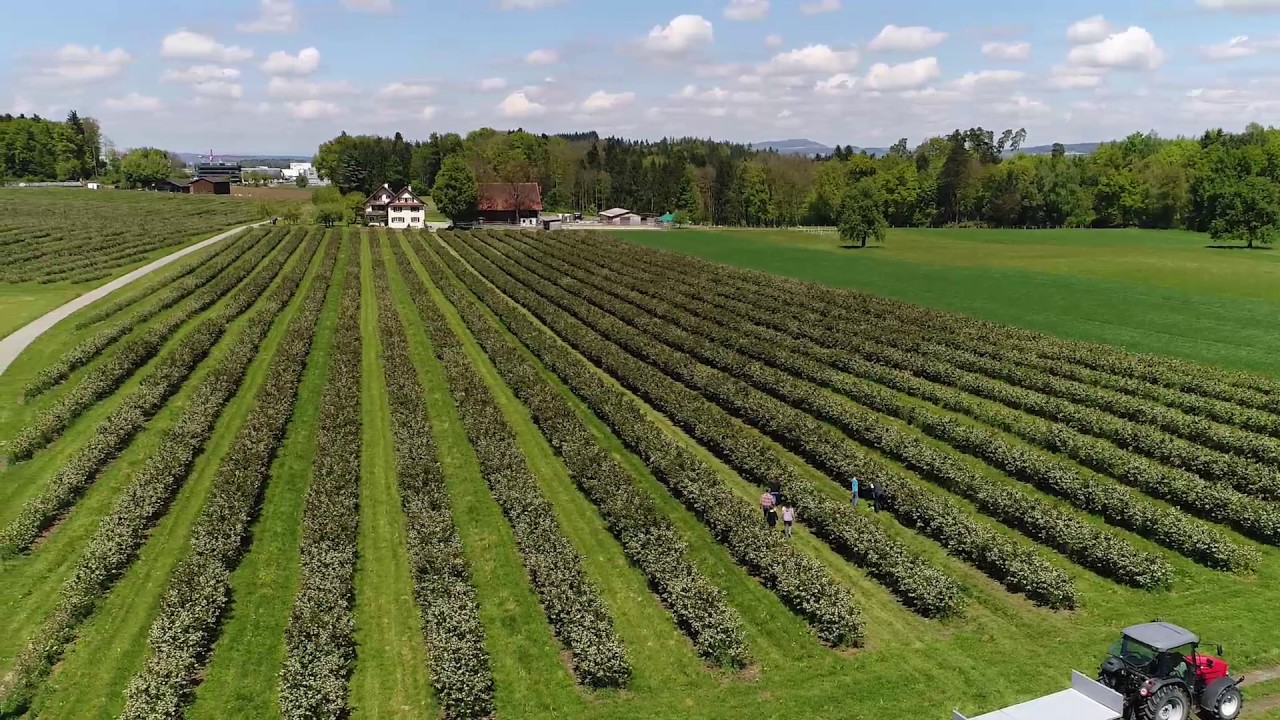Making of Aronia-Swiss Bewerbungsvideo AgroPreis 2017