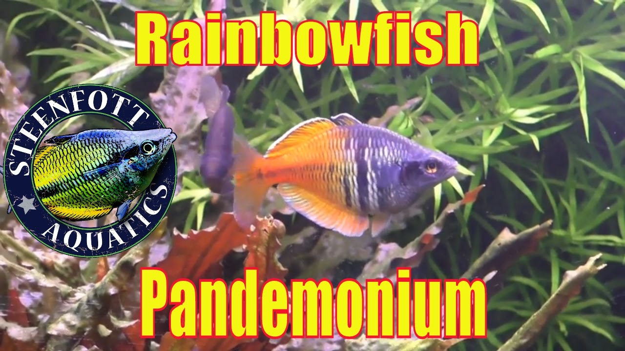 125 Gallon Planted Rainbowfish Aquarium - A Day in the Fishroom - Hygrophila Corymbosa