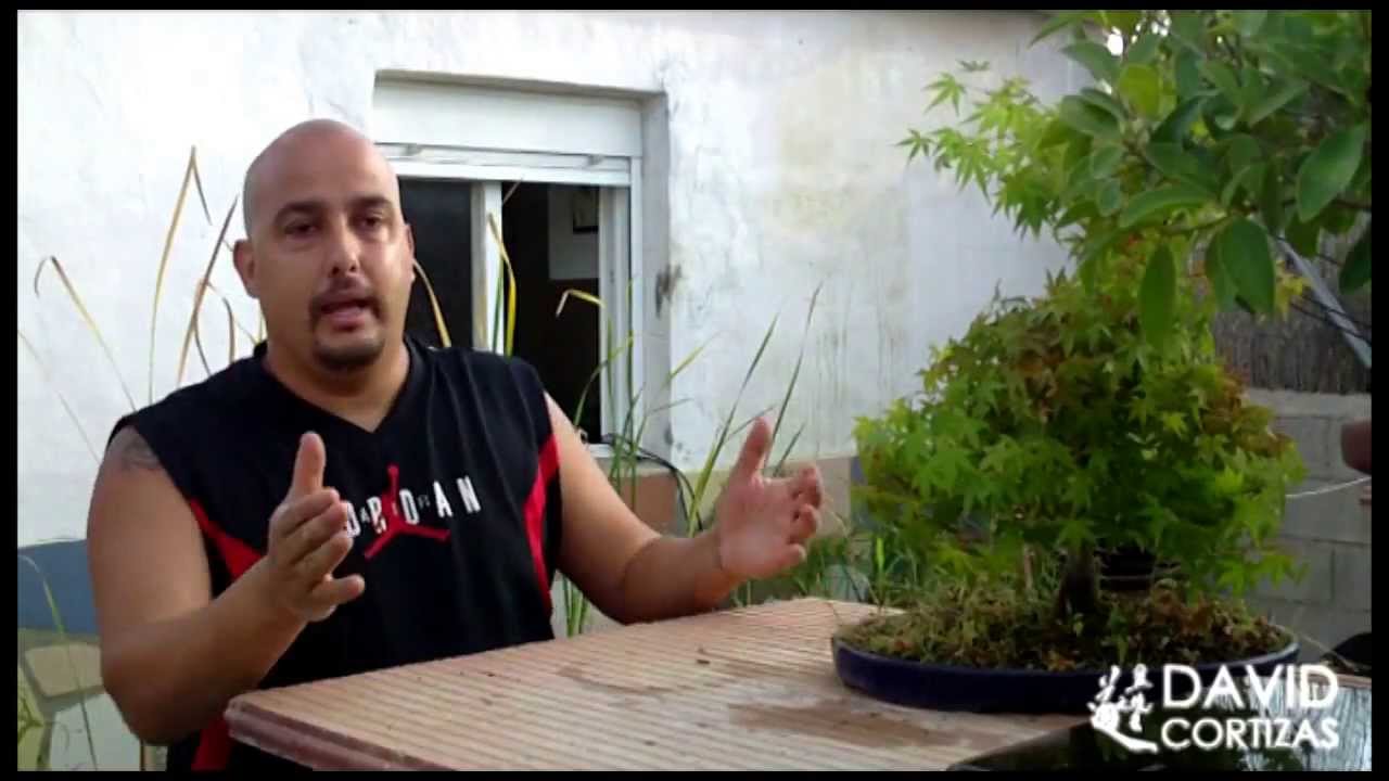 Escuela de Bonsai Online - Riego