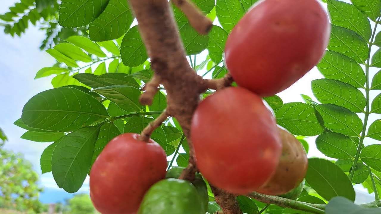 Começou frutificação da Seriguela vermelha, recomendado para climas quente, cuidado com espaçamento.