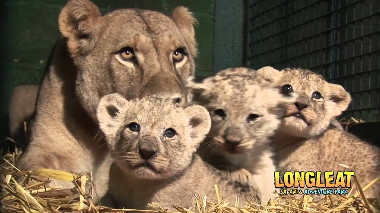 Longleat Lion Cubs at four weeks old!
