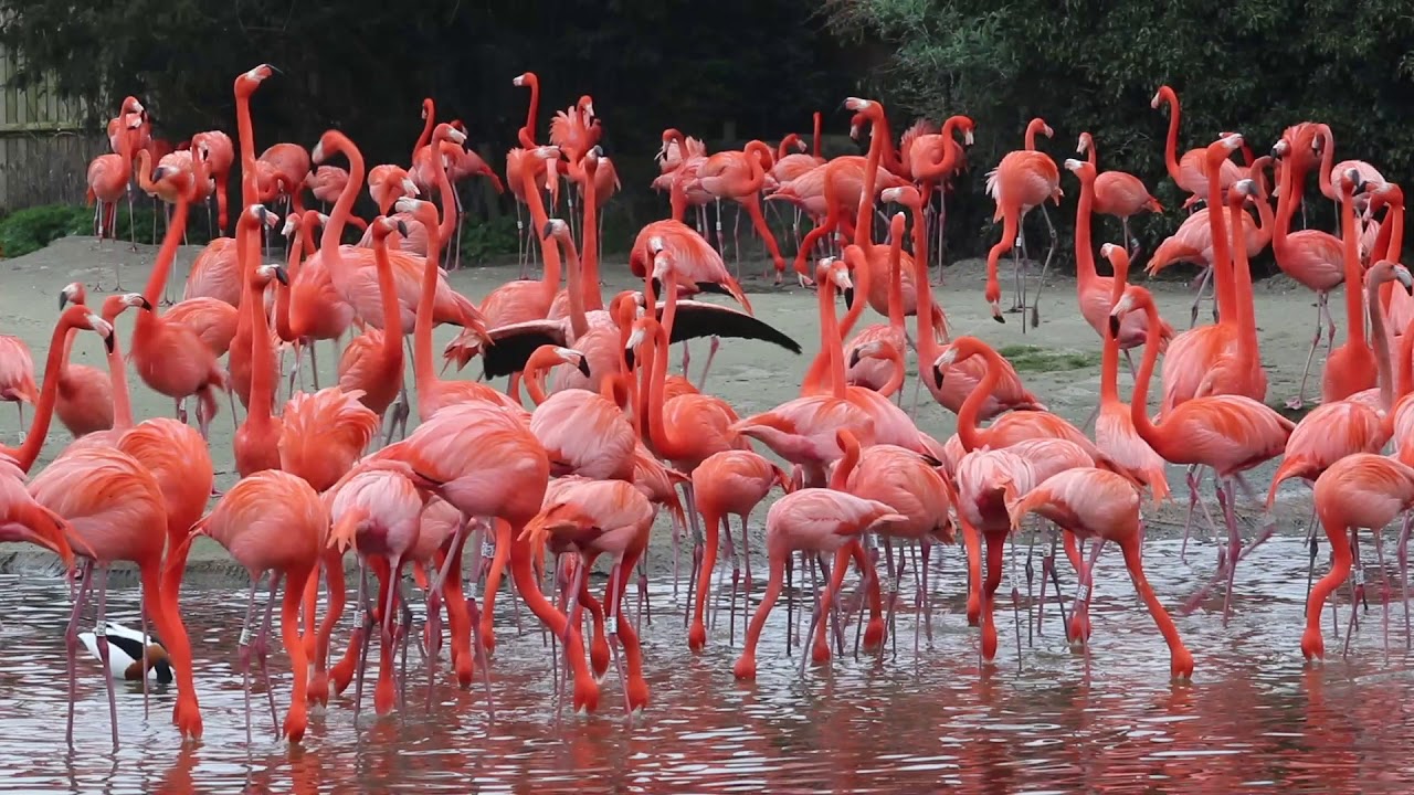 Slimbridge WWT 2018 Cliff&Nova