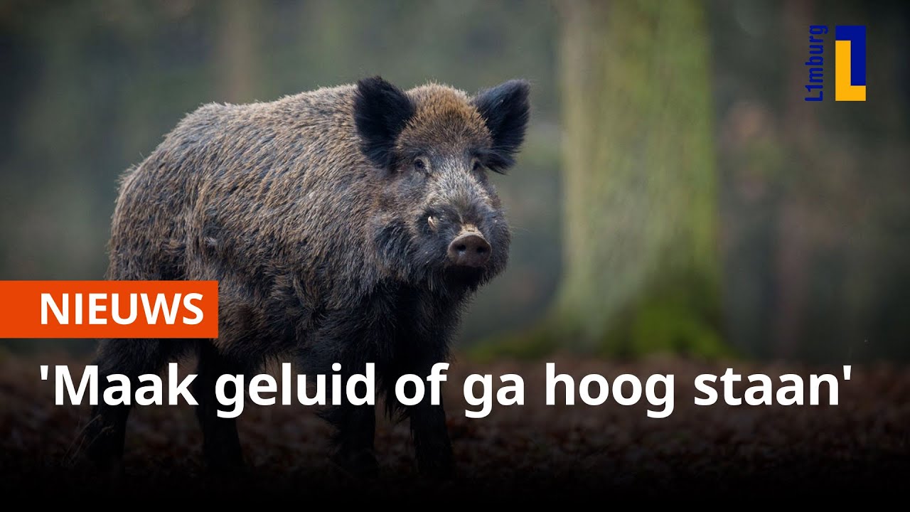 Wild zwijn in aantocht? Keep calm en niet rennen 🚫🏃🏽‍♀️ | 1Limburg