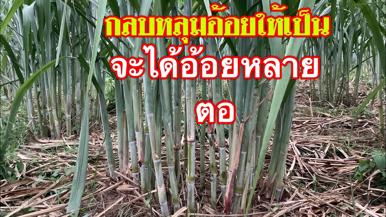 อ้อยคั้นน้ำกลบหลุมแบบไหนให้ได้หลายตอ.สูตรไร่ธนธรณ์
