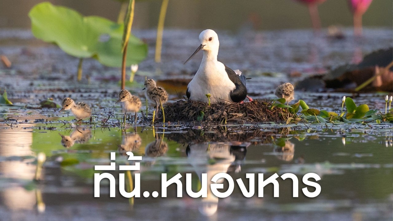 ตามไปดูนก..ที่หนองหาร สวยงาม สุดๆ