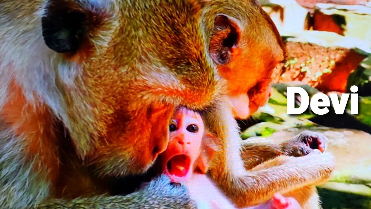 Baby Devi's really sucking something in her mouth...! SO CUTE MONKEY