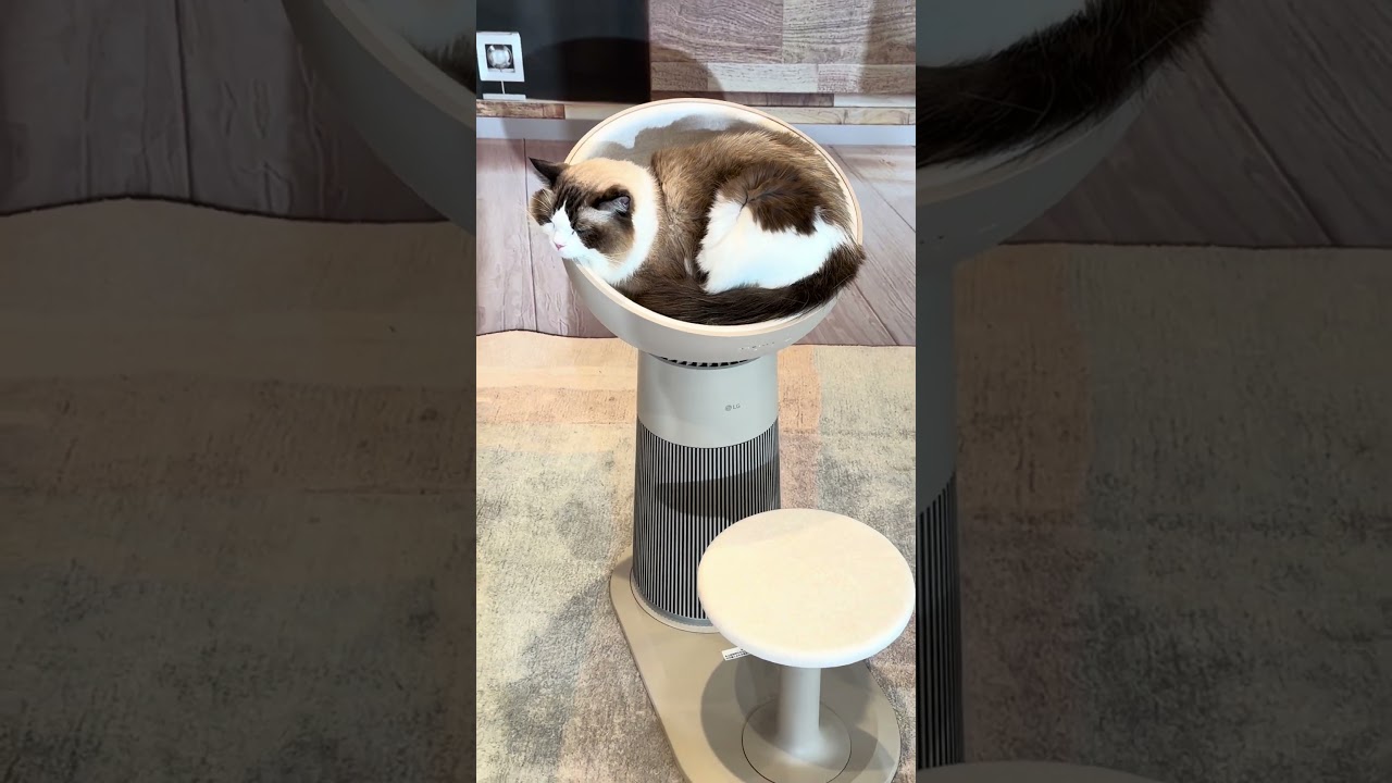 LG AeroCatTower 喵太座 貓貓寶座 #LG # Cat