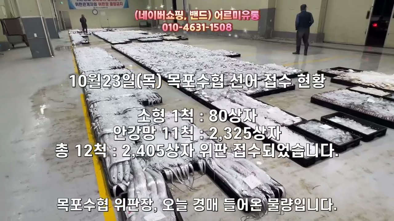 등급별로 나뉜 갈치 — 경매장에서는 이렇게 정리된다. 목포수협위판장 특대급, 중간급 갈치들 2025년 10월 23일