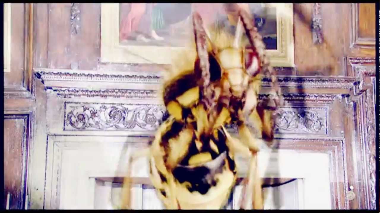 &raquo; A GIANT WASP | my worst fear. sort of... (ywf)