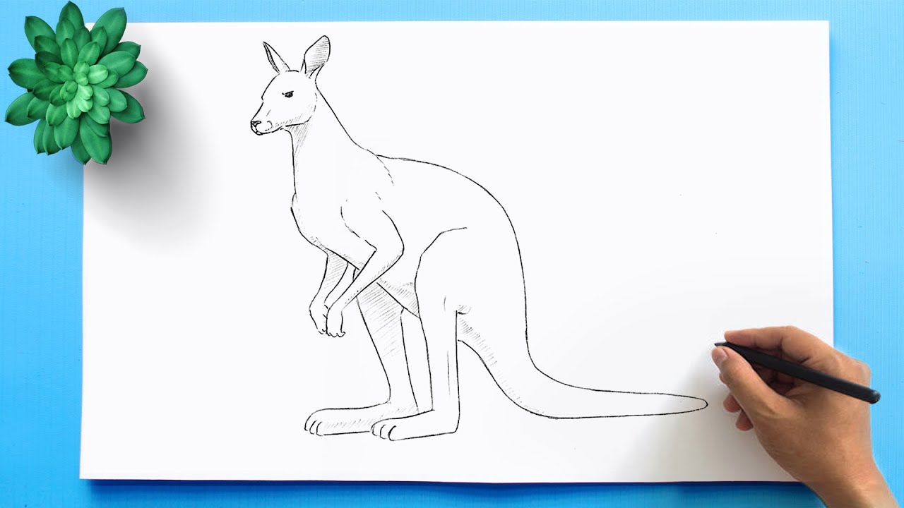 Kangaroo Drawing Easy