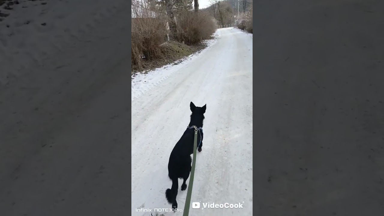 Утренняя прогулка с собакой.