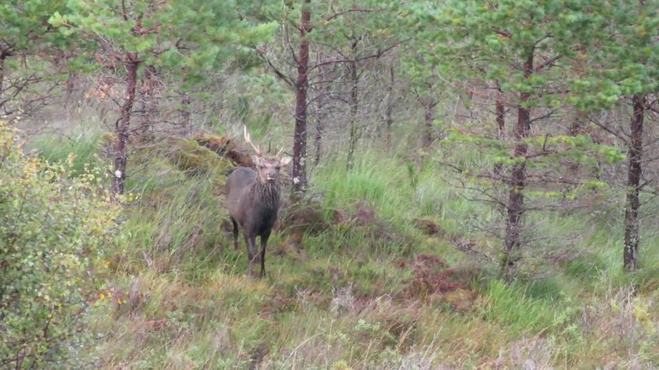 Calling a Sika Stag