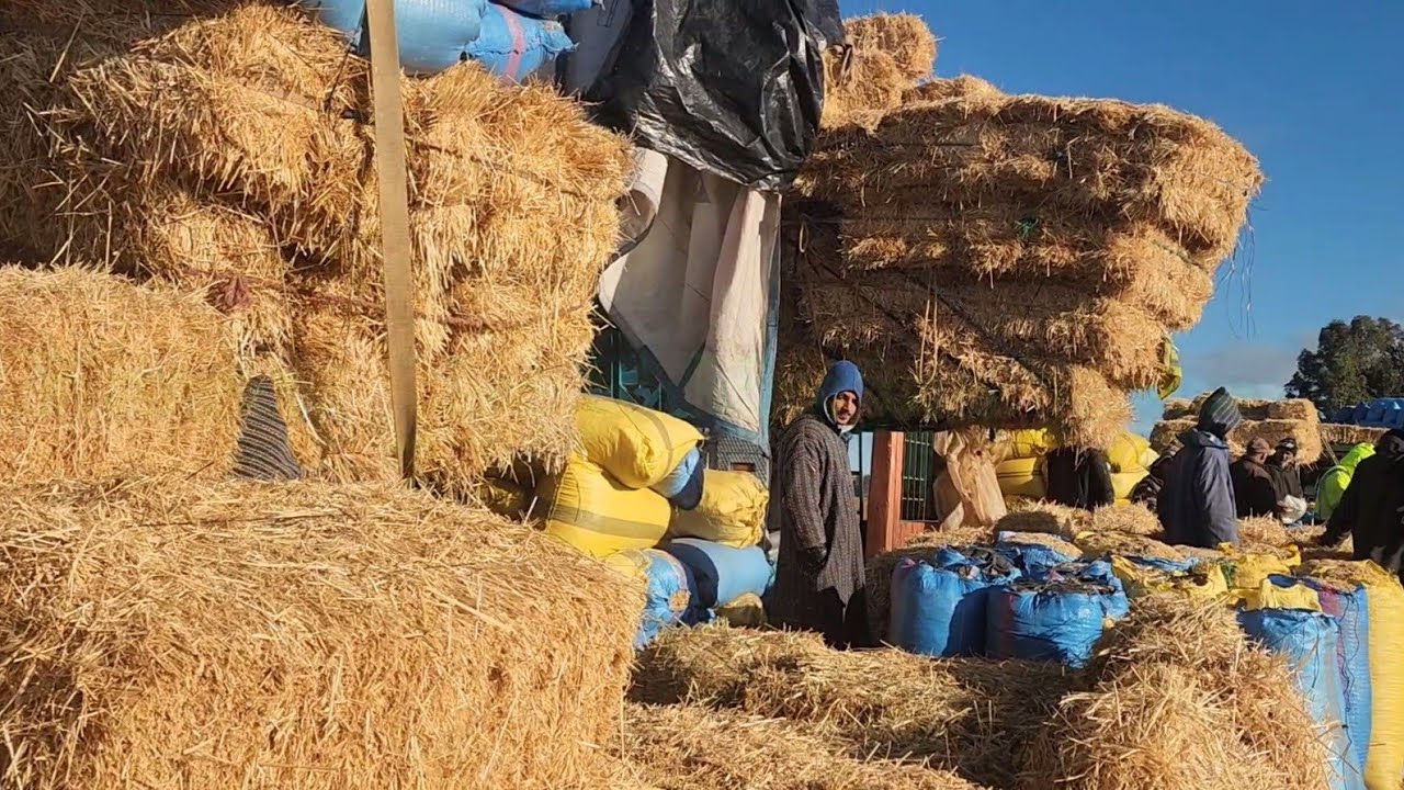 مباشرة من سوق الأسبوعي الاتنين ابن احمد مع تمن أعلاف 