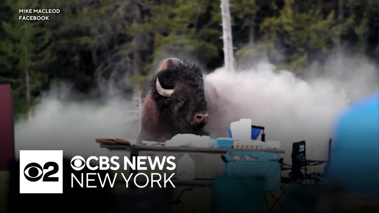 Bison flips 65-year-old man into air at Yellowstone National Park