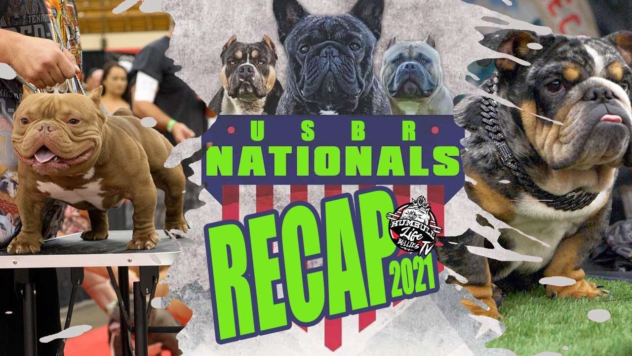 USBR Registry Nationals 2021 American bully show