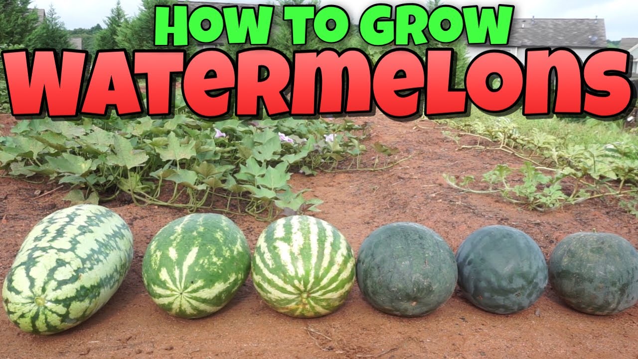 How to Grow Watermelons | How to Pick a Sweet Watermelon