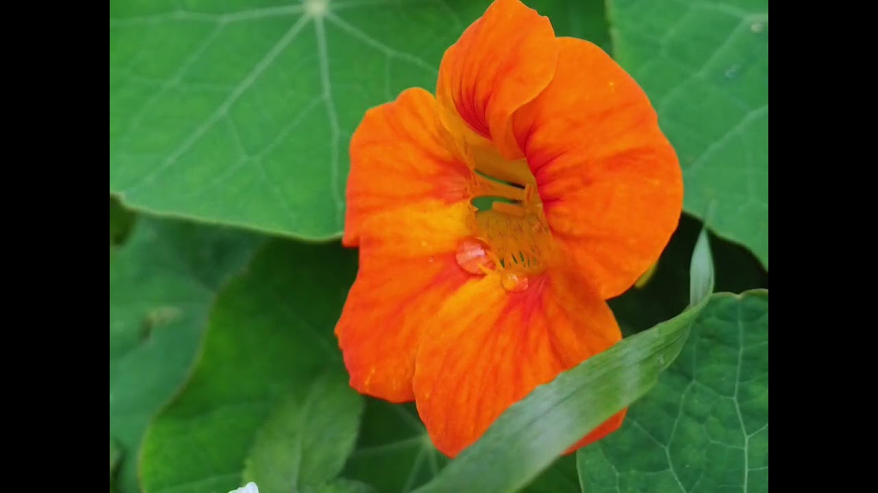 The beauty of Nature is sublime, pure and unique. 🦋🌻