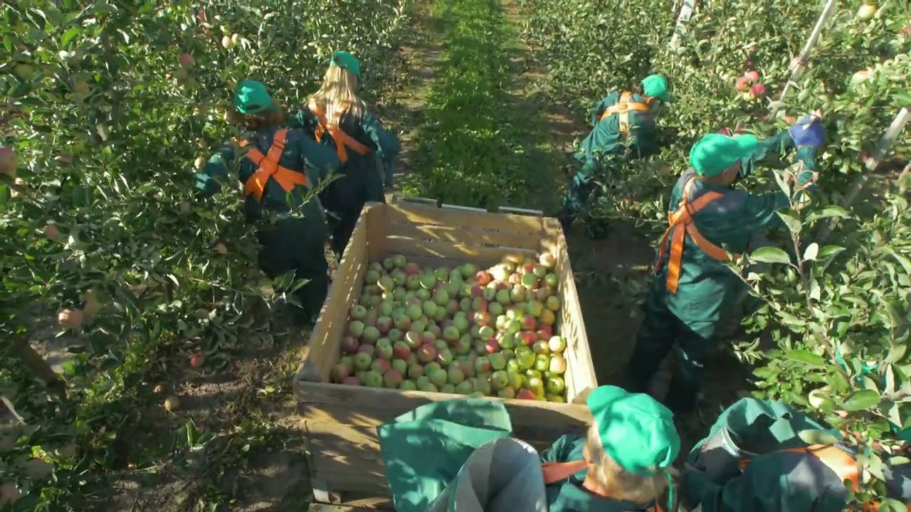 Étape 2/5 La récolte de pommes