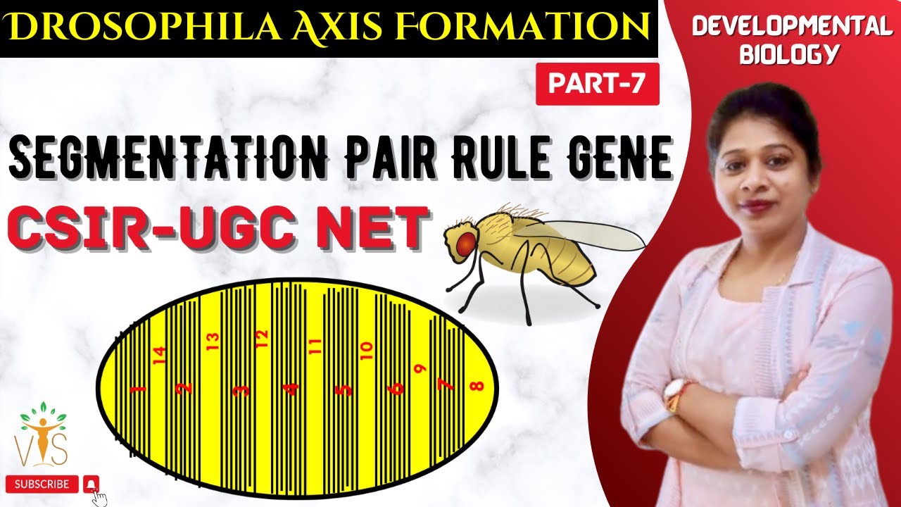 Drosophila Development-7 | Pair Rule Gene in Drosophila | Segment Polarity Genes Drosophila CSIR NET