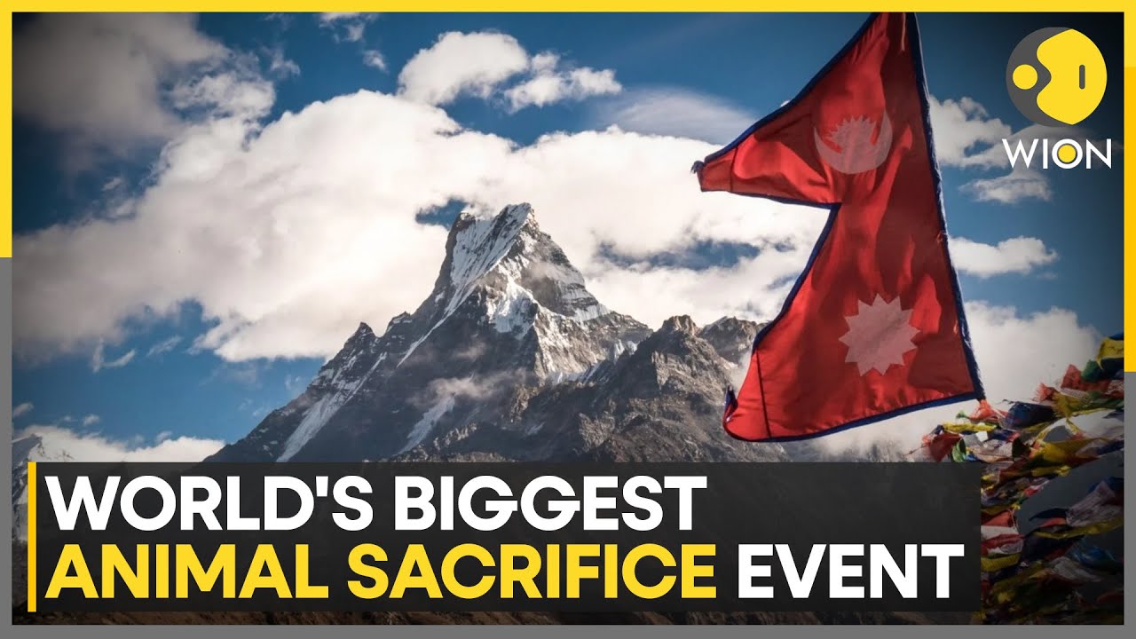 Peta Urges Nepal To Stop Animal Slaughter During Gadhimai Festival | World News | WION