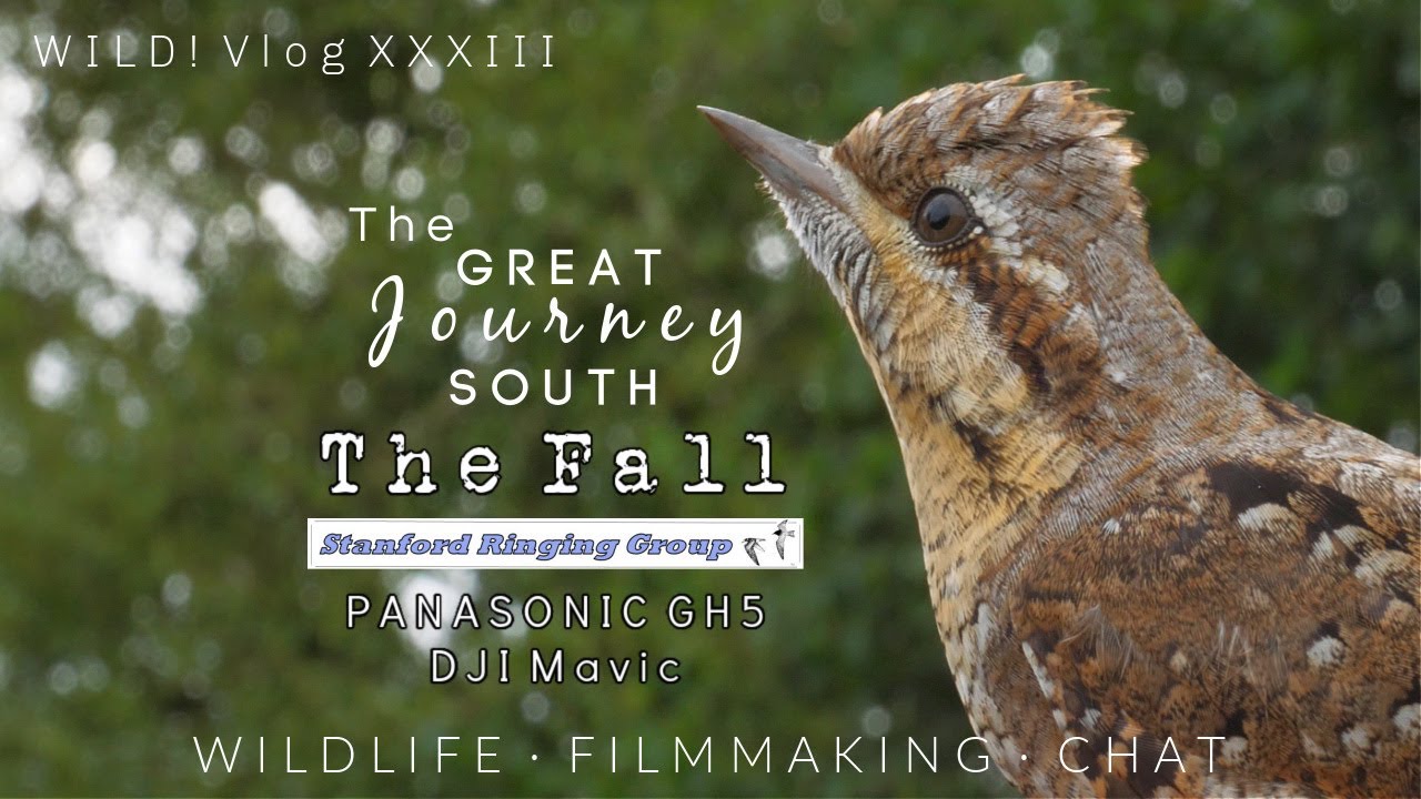 Great Journey South - THE FALL feat. Wryneck and Sparrowhawk! Stanford Ringing Group. Panasonic GH5