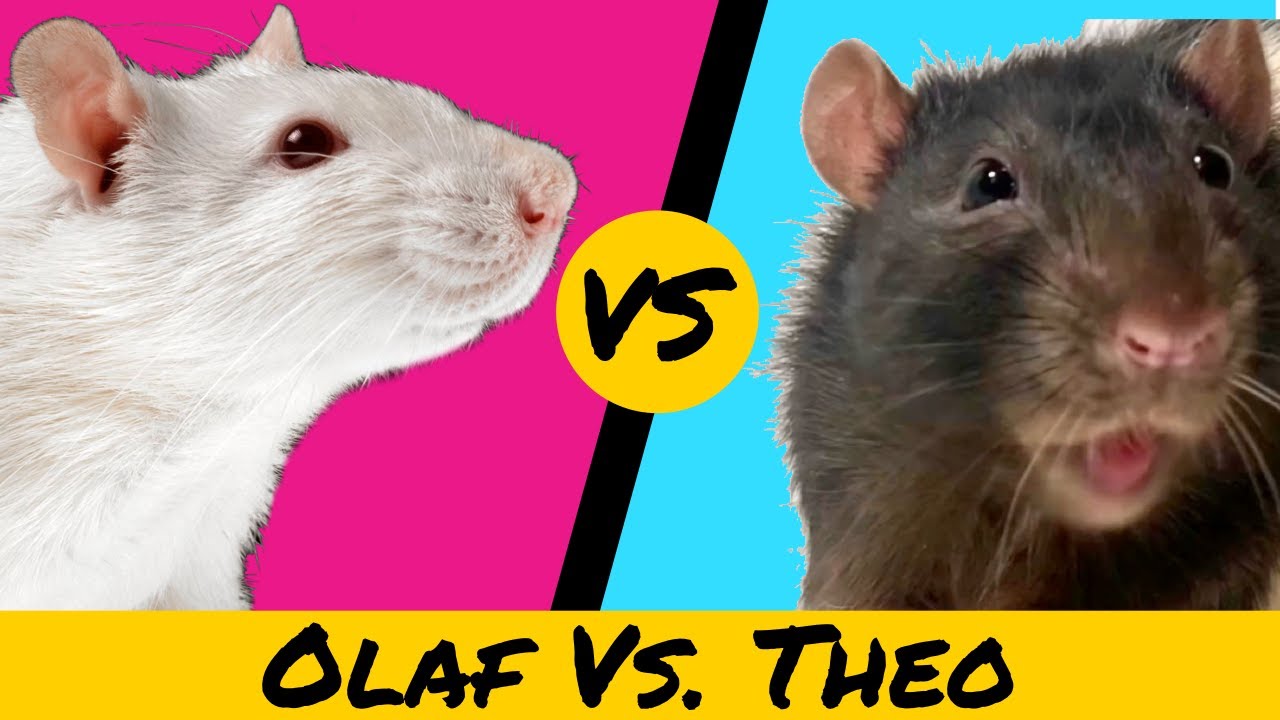 Rat Obstacle Course (Winner Gets 1000 Yogies!)