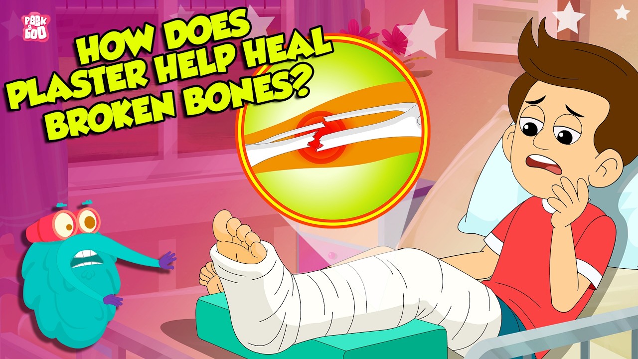 Broken Bone Healing Process | How Plaster Helps in Fracture? | Bone Fractures | Dr. Binocs Show