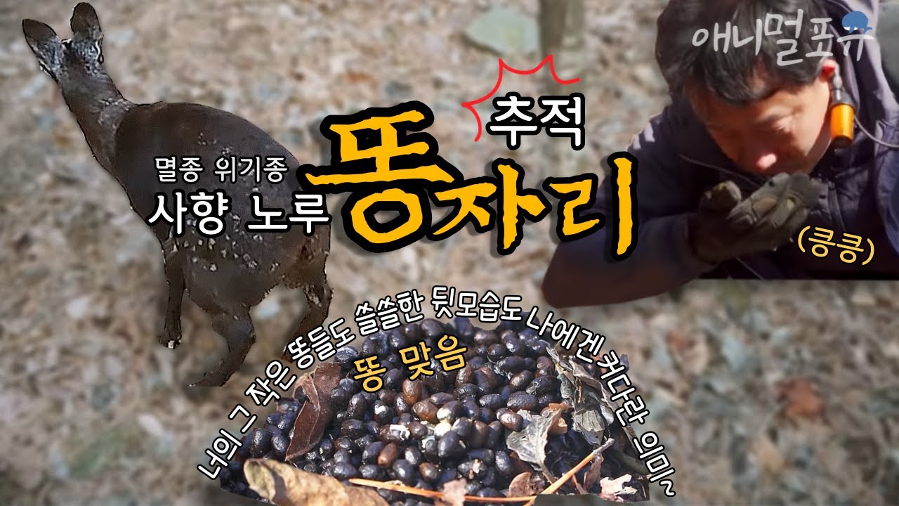 멸종위기종의 똥💩냄새를 맡아보았습니다(킁킁) 사향노루, 방송 최초 발견!ㅣ환경스페셜 '사향노루, 돌아온 전설' | KBS 220407 방송