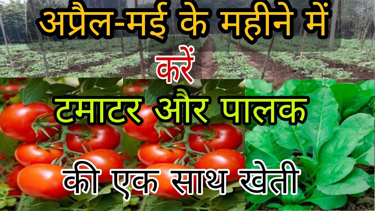 टमाटर की खेती। Tamatar ki kheti । Tomato pharming। अप्रैल-मई मे टमाटर की खेती।