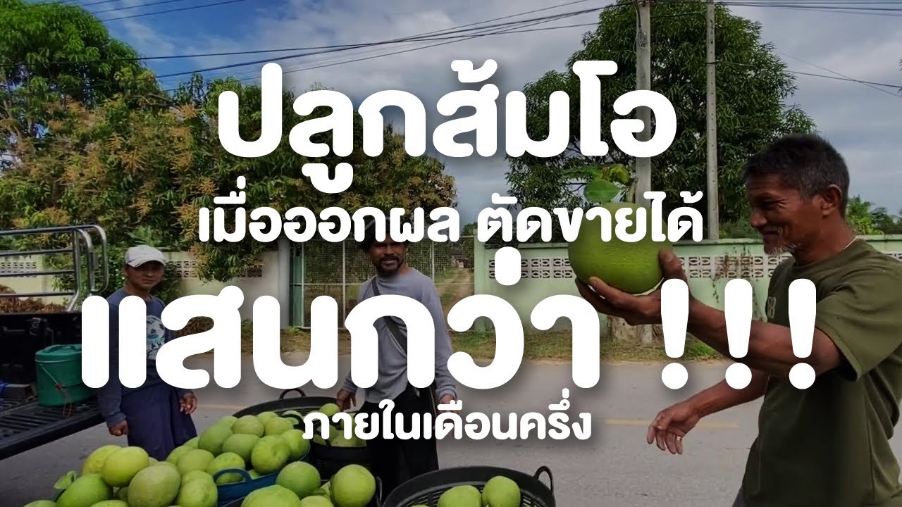 ปลูกส้มโอขาวใหญ่ ตัดขายได้แสนกว่า ในช่วงเดือนครึ่ง หลังเริ่มออกผล