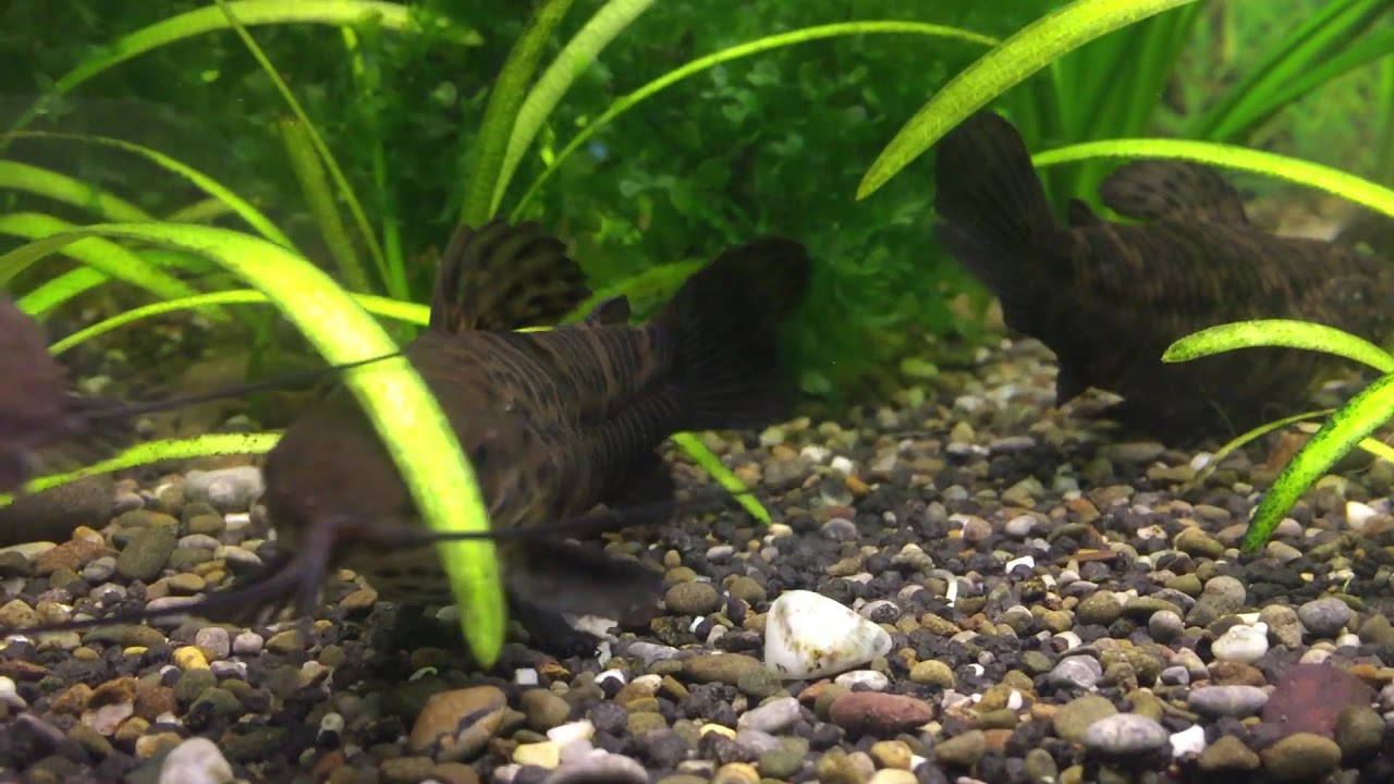 Сом Таракатум. Megalechis thoracata. Аквариумные рыбы.
