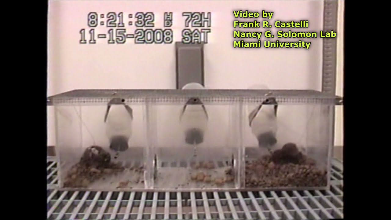 Prairie Vole Partner Preference Test Mate Choice Experiment Time Lapse (no audio)