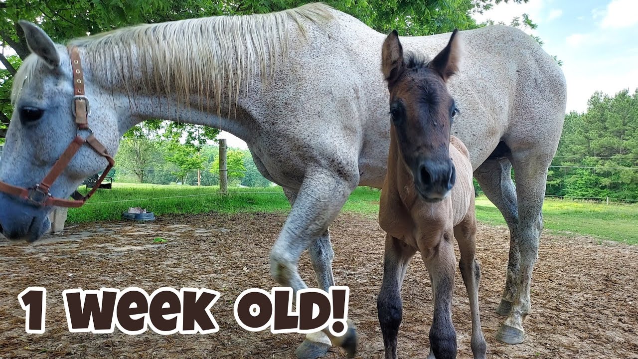 Newborn Foal's First Week | She Does Something Really Weird!