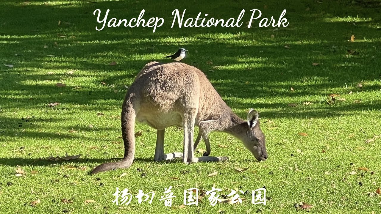 Yanchep National Park, Amazing Wildlife in Western Australia!