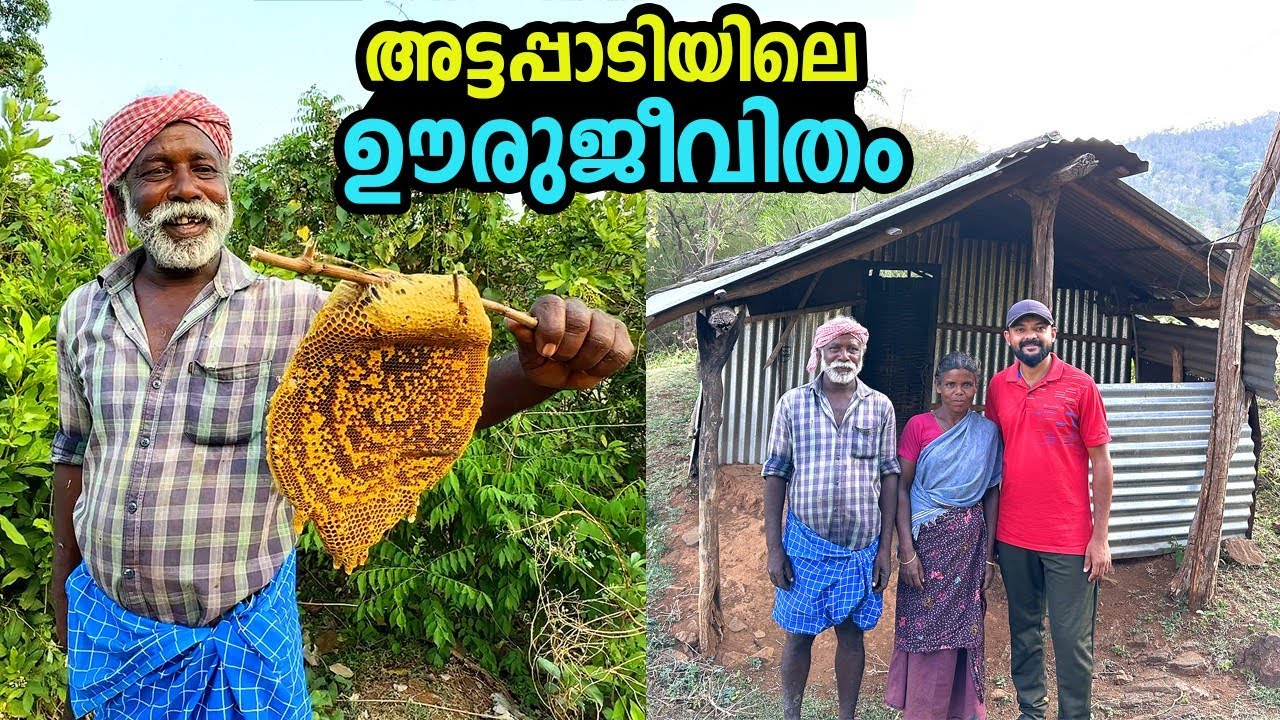 കാടിനുള്ളിൽ തേൻ ശേഖരിച്ച് ജീവിക്കുന്ന ആദിവാസി ഗോത്ര സമൂഹം | tribal Colony attappadi | ആഞ്ചക്കകൊമ്പ