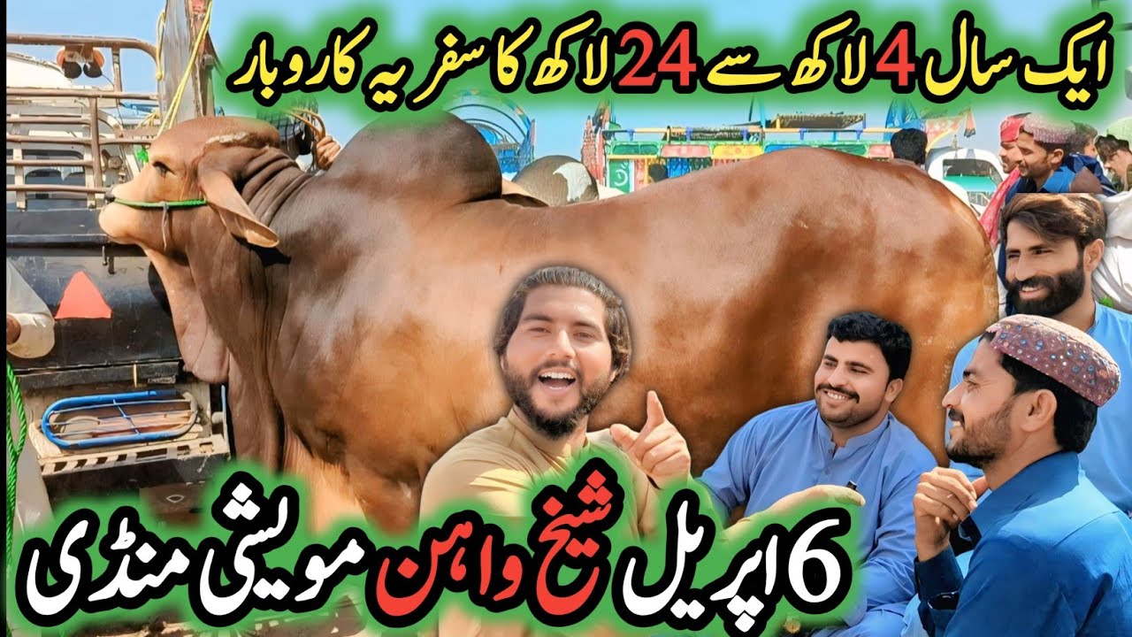 Sheikhwahan Cattle Market Update 🐂 | Big Bulls & Prices 💰 | April 6, 2025 📅