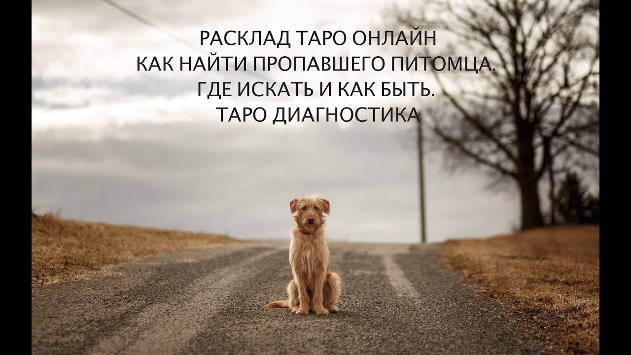 КАК НАЙТИ ПРОПАВШЕГО ПИТОМЦА. ГДЕ ИСКАТЬ И КАК БЫТЬ. ТАРО ДИАГНОСТИКА