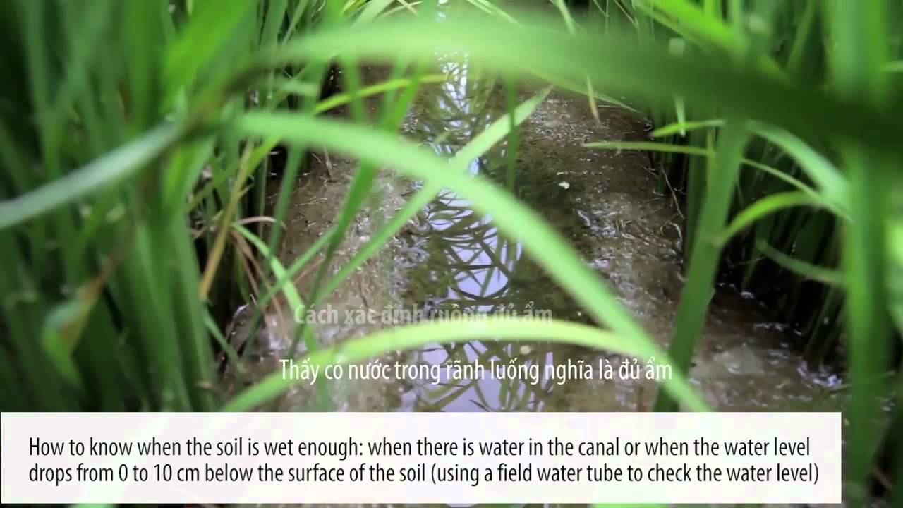 System of Rice Intensification (SRI) (English subtitle)