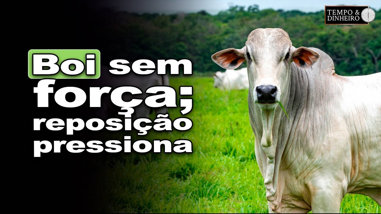 Boi gordo tem preços lateralizados mas reposição com valorização. A conta vai fechar?