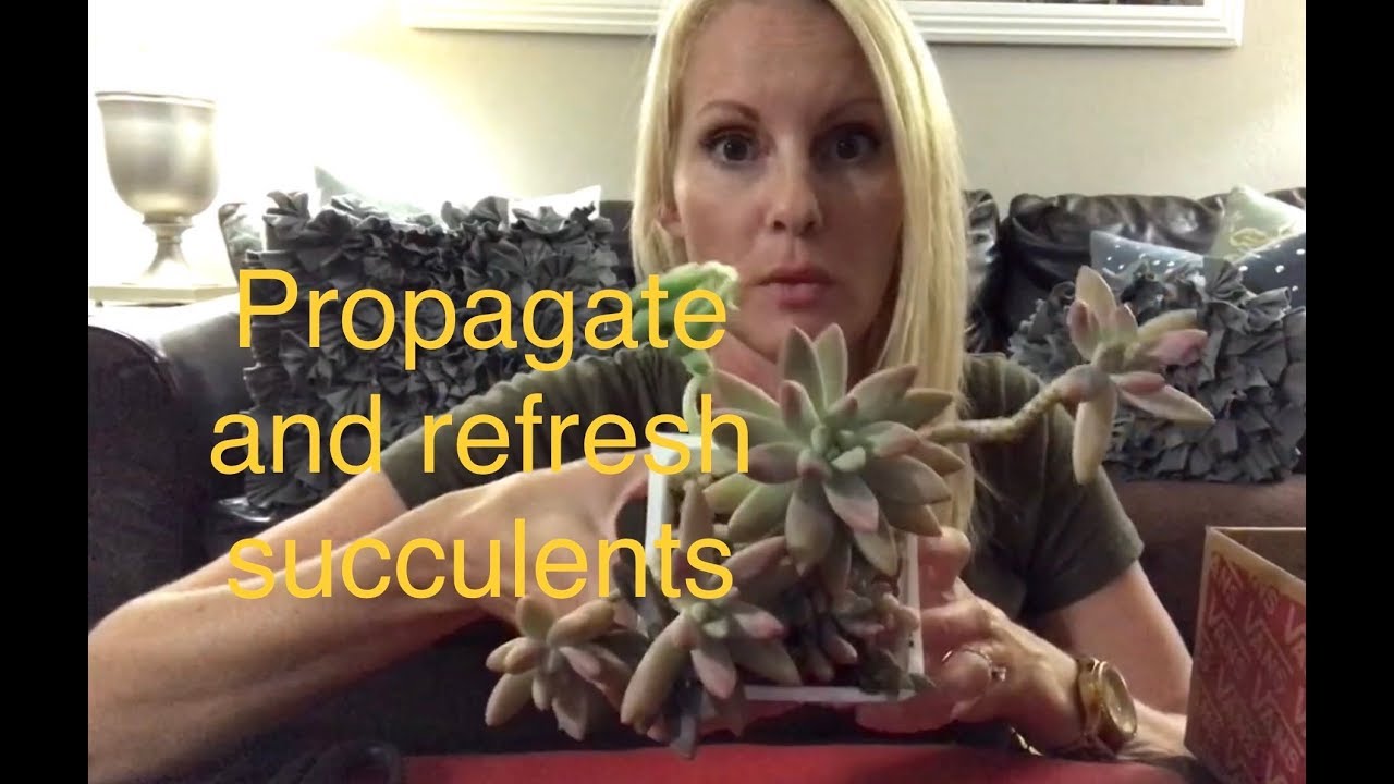 PROPAGATE Succulent CUTTINGS - Refresh & Trim leggy, elongated, overgrown SUCCULENTS  - MOODY BLOOMS