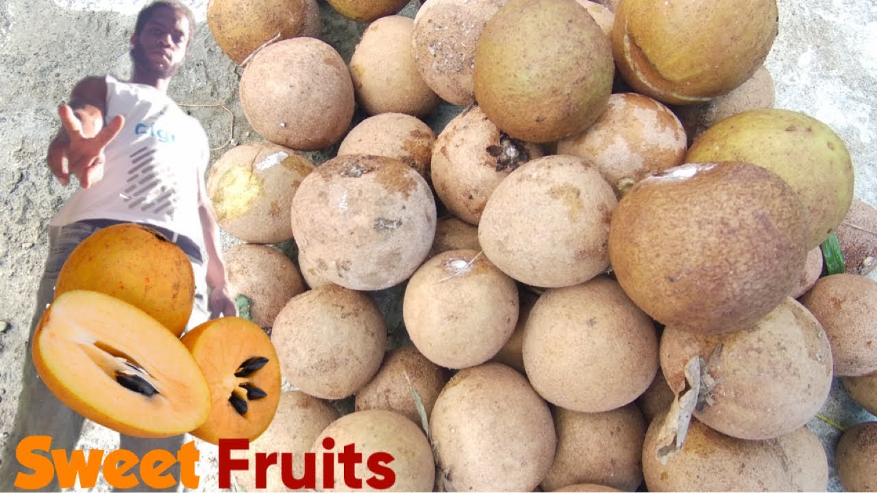 Sweet Sapodilla! Time to harvest Jamaican Naseberry