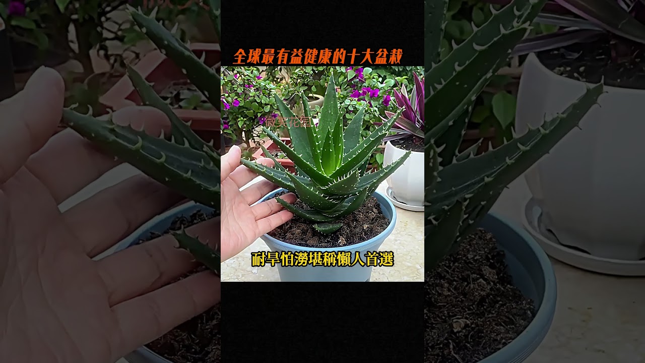 全球最有益健康的十大盆栽，常春藤只能排第六，第一名曾因太美麗價格堪比豪車#世界之最 #世界之最top #世界之最world