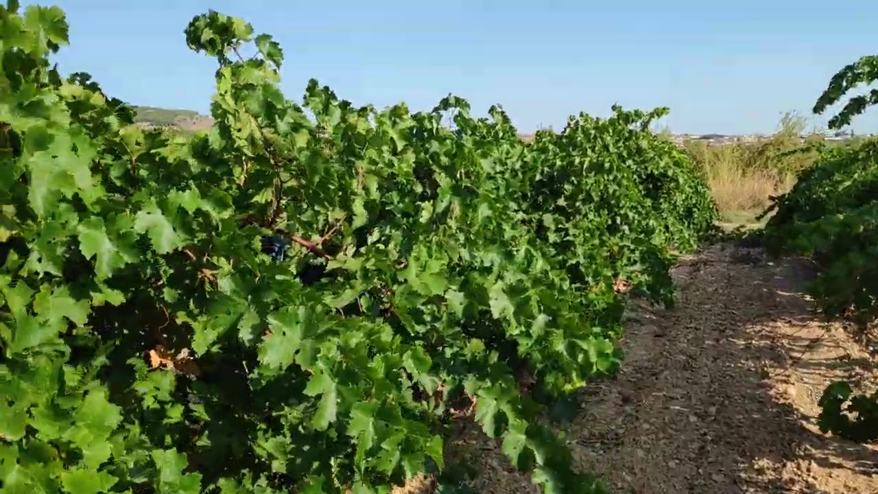 Riego de la viñas pre-vendimias